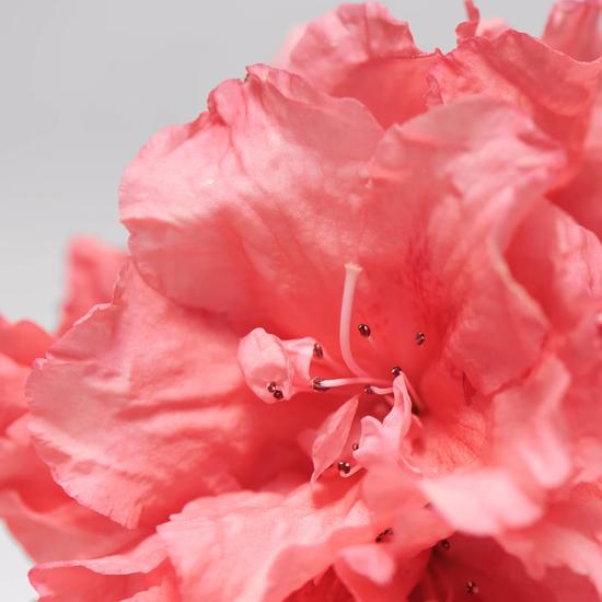 BABOR Skinovage Purifying Cream Rich 50ml