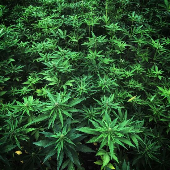 Hempz Original Herbal Body Wash 500ml