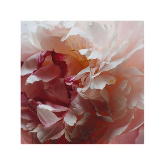 Jo Malone London Peony & Blush Suede Cologne 30ml