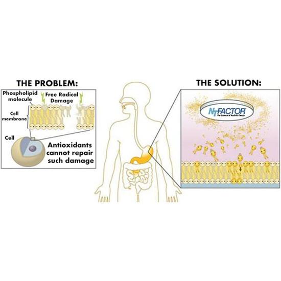Nutritional Therapeutics Propax Gold Packets 60
