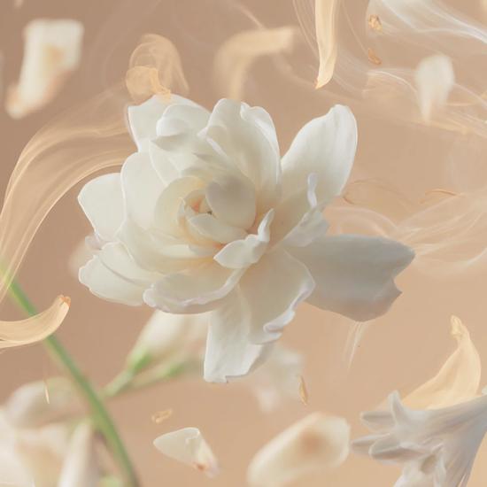 Shay & Blue Tallulahs Camellia Fragrance 10ml