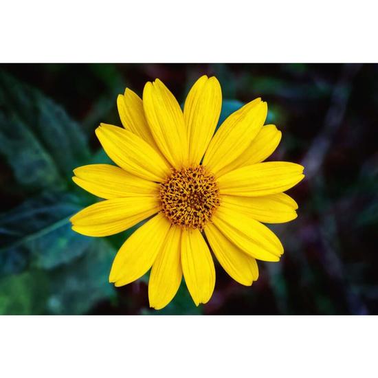 Strictly Professional Arnica Gel 500ml