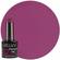 Violet Orchid