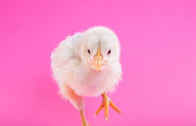 Top 10 Cruelty-Free Makeup Brands