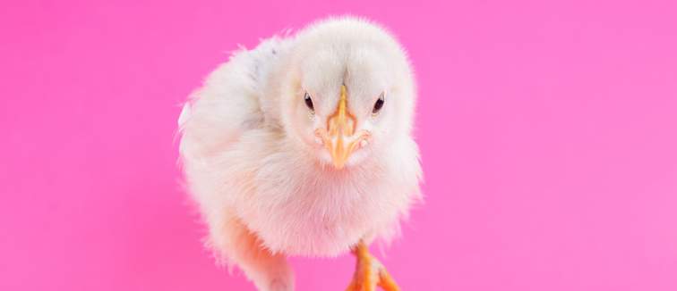 chick pink background