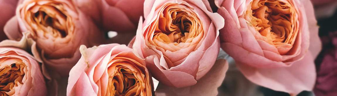 rose close up
