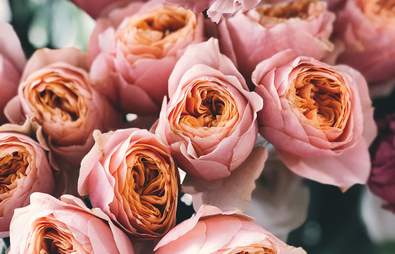 The Best Rose Oil Products and Why They’ll Benefit Your Skin