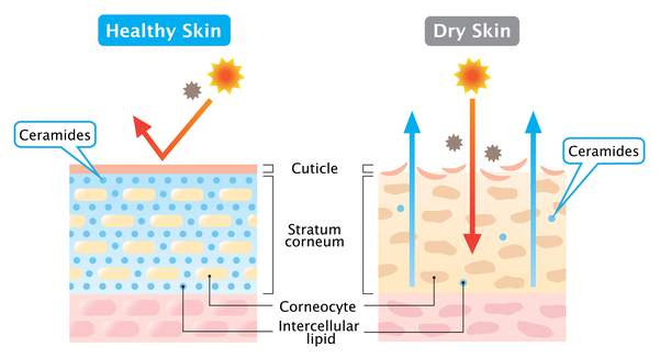 Ceramides in skin