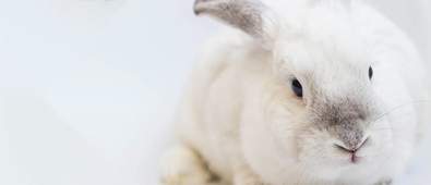 Top 10 Cruelty-Free Haircare Brands