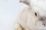Top 10 Cruelty-Free Haircare Brands