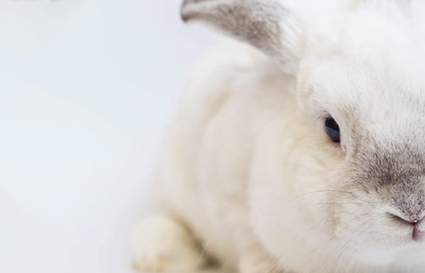 Top 10 Cruelty-Free Haircare Brands